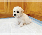 Puppy Purple Bichon Frise
