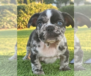 French Bulldog Dog for Adoption in CORONA DEL MAR, California USA