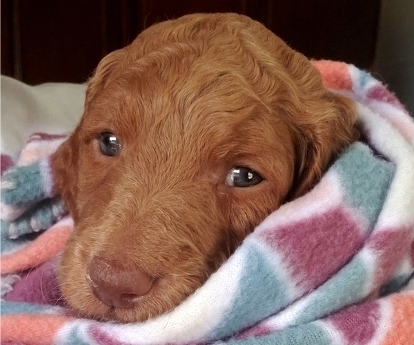 Medium Photo #4 Goldendoodle Puppy For Sale in MURFREESBORO, TN, USA
