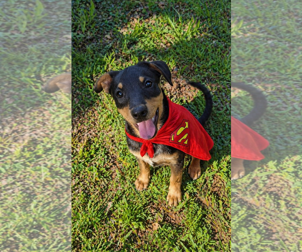 Medium Photo #1 Borador Puppy For Sale in Mt. Laurel, NJ, USA