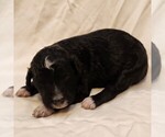 Small #6 F2 Aussiedoodle
