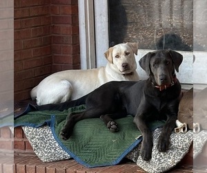 Mother of the Labrador Retriever puppies born on 12/12/2024