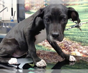 Mutt Dogs for adoption in Moreno Valley, CA, USA