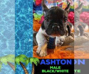 French Bulldog Puppy for sale in HEATHROW, FL, USA