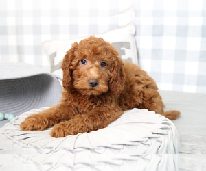 Medium Goldendoodle (Miniature)