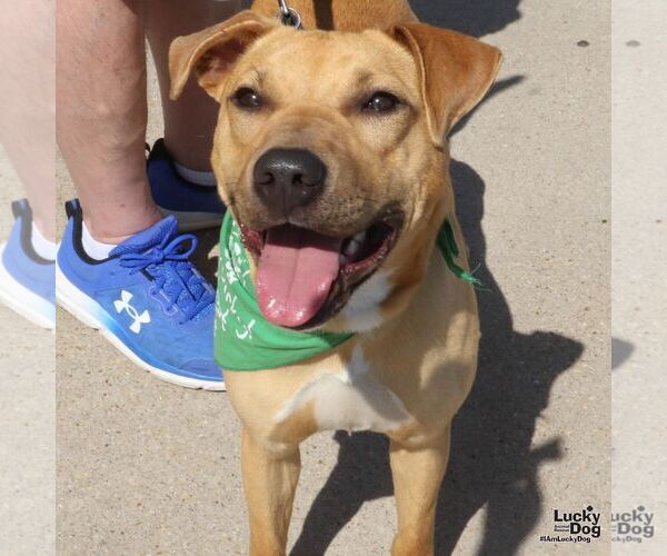 Medium Photo #3 Retriever -Unknown Mix Puppy For Sale in Washington, DC, USA