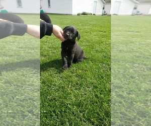 Labrador Retriever Puppy for sale in QUINCY, MI, USA