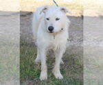 Small Photo #4 Airedale Terrier-Irish Terrier Mix Puppy For Sale in Bandera, TX, USA