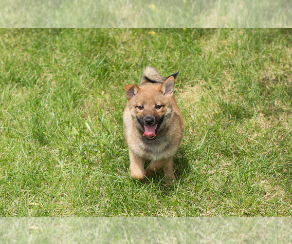 View Ad: Shiba Inu Puppy for Sale near Wisconsin, MILWAUKEE, USA. ADN-209035