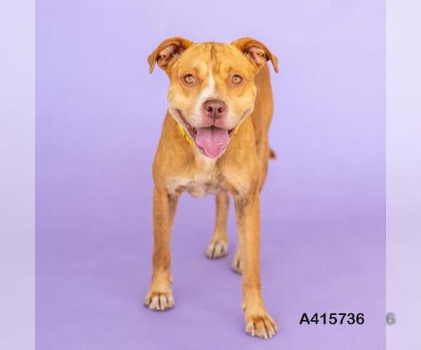 Medium Photo #1 American Pit Bull Terrier-Unknown Mix Puppy For Sale in Conroe, TX, USA