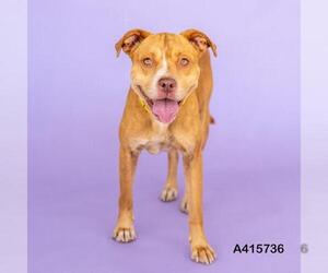 American Pit Bull Terrier-Unknown Mix Dogs for adoption in Conroe, TX, USA