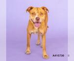 Small American Pit Bull Terrier Mix