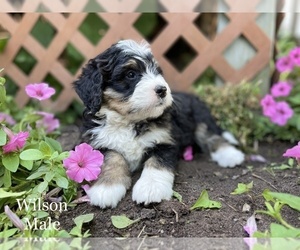 Bernedoodle Puppy for sale in WEST BRANCH, MI, USA
