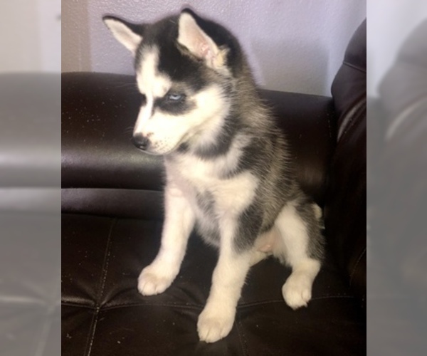 Medium Photo #6 Siberian Husky Puppy For Sale in YUCAIPA, CA, USA