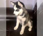 Small Photo #6 Siberian Husky Puppy For Sale in YUCAIPA, CA, USA