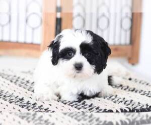 Zuchon Puppy for sale in NAPLES, FL, USA
