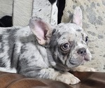 Puppy Clark French Bulldog
