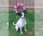 Small #9 Rat Terrier Mix
