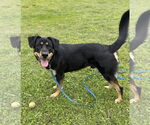 Small #8 Rottweiler