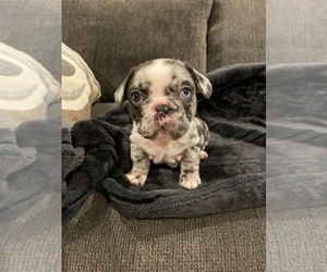French Bulldog Puppy for Sale in LAKESIDE, California USA