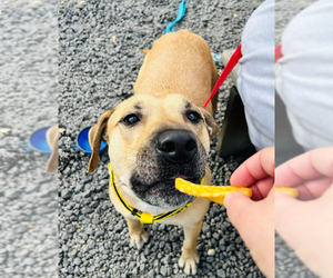 Labrador Retriever-Unknown Mix Dogs for adoption in Camden, SC, USA