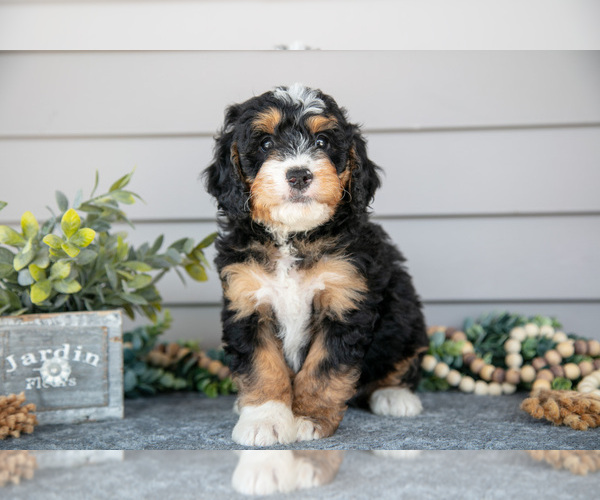 Medium Photo #2 Bernedoodle (Miniature) Puppy For Sale in WOLCOTTVILLE, IN, USA