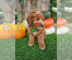 Small #6 Poodle (Miniature)