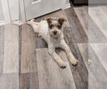 Small #3 Mutt