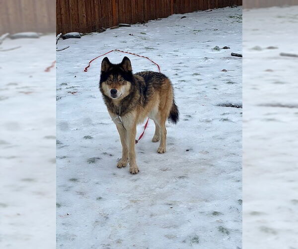 Medium Photo #3 German Shepherd Dog-Huskies  Mix Puppy For Sale in Alturas, CA, USA