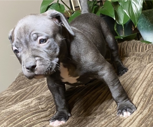 Medium Photo #3 American Bully Puppy For Sale in PHILA, PA, USA