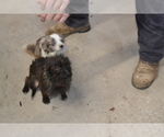 Small Photo #1 Chihuahua-Poodle (Toy) Mix Puppy For Sale in GREENWOOD, WI, USA