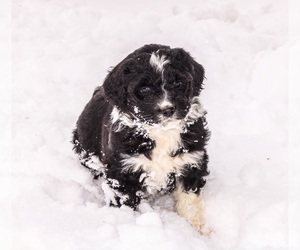 Aussiedoodle Puppy for sale in WARSAW, NY, USA