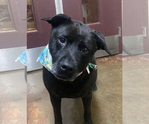Mutt Dogs for adoption in Amarillo, TX, USA