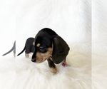 Small #6 Dachshund