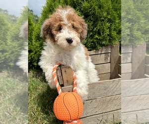 Medium Poodle (Miniature)