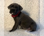 Small Photo #26 Cane Corso Puppy For Sale in HESPERIA, CA, USA