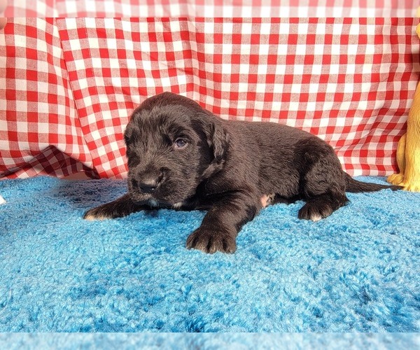 Medium Photo #83 Golden Mountain Dog Puppy For Sale in BLACK FOREST, CO, USA