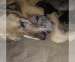 Small Photo #38 Great Dane Puppy For Sale in PIERSON, MI, USA