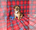 Puppy Tucker Shorkie Tzu