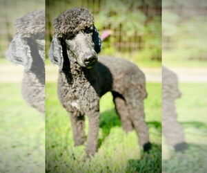 Poodle (Standard) Dogs for adoption in Pacolet, SC, USA