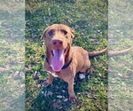 Small #2 Labrador Retriever Mix