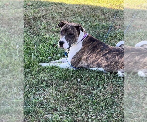 Medium Photo #1 American Staffordshire Terrier-Great Dane Mix Puppy For Sale in Foristell, MO, USA