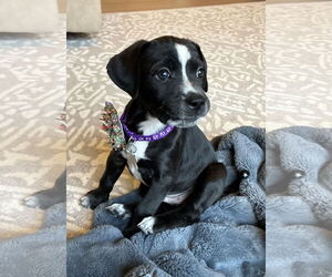 Labrador Retriever-Unknown Mix Dogs for adoption in Holly Springs, NC, USA