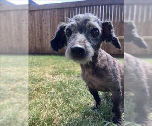 Chihuahua-Unknown Mix Dogs for adoption in Plano, TX, USA