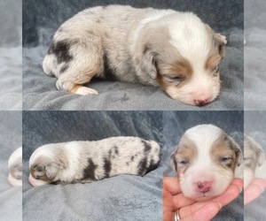 Miniature Australian Shepherd Puppy for sale in LAKE BUTLER, FL, USA