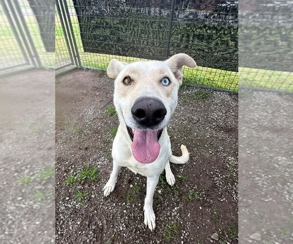 Medium Photo #7 Mutt Puppy For Sale in Abbeville, LA, USA