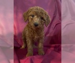 Small #1 Cavapoo-Goldendoodle Mix