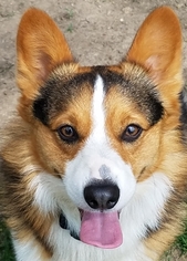 Father of the Pembroke Welsh Corgi puppies born on 01/27/2019
