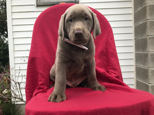 Medium Photo #1 Labrador Retriever Puppy For Sale in PEACH BOTTOM, PA, USA