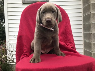 Labrador Retriever Puppy for sale in PEACH BOTTOM, PA, USA
